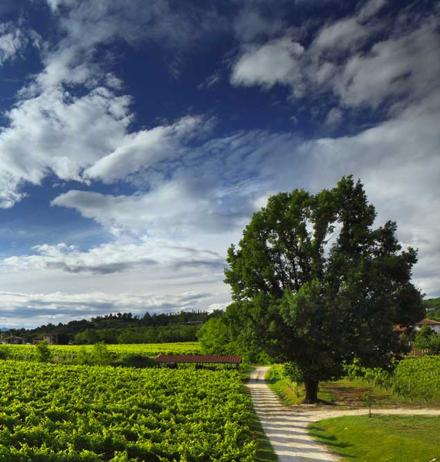 Ceotto Vini
